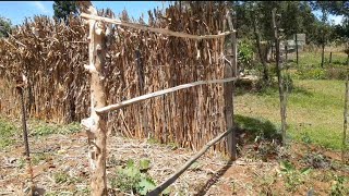 How to make a fence using cornmaize sticks as a chicken barrier [upl. by Dermott]