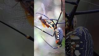 Poisonous spider spins silk 😱  Tropical Forest Bees spider spinsilk [upl. by Shaper189]