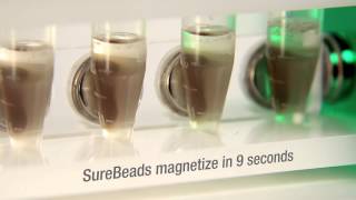 SureBeads™ Magnetic Bead System for Immunoprecipitation [upl. by Seow]