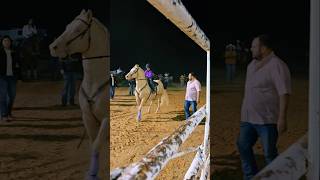 Rodeo in Laredo tx viralvideo shorts cowgirl horse music rodeo valentinasosa jdlpuma208 [upl. by Weslee54]