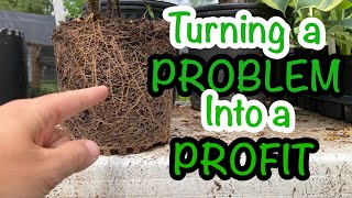 How to deal with root bound plants in the nursery  Solving a common problem with potted plants 🌿 [upl. by Bradley87]