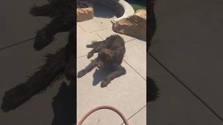 Bath day for the 3 FATHEADS😂belgianmalinois germanshepherd doglover trending puppy dog [upl. by Maitilde]