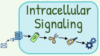 Intracellular Signaling  Second Messenger System [upl. by Aihsila]