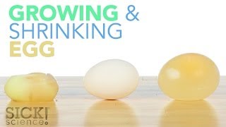 Growing and Shrinking Egg  Sick Science 187 [upl. by Kennett]