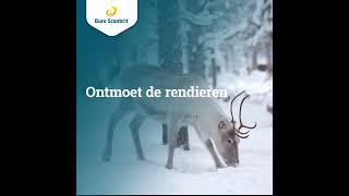 Ontdek Lapland tijdens de kerst of voorjaarsvakantie [upl. by Niwdog]