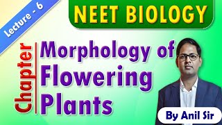 Morphology of flowering plants L6 neetbiology morphologyoffloweringplants [upl. by Sherrod600]