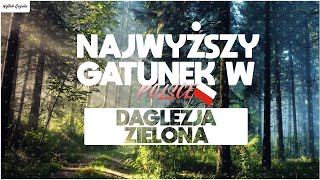 Daglezje  Najwyższe drzewa w PL Pseudotsuga menziesii [upl. by Abott]