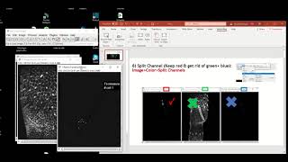 How to split the channels in ImageJ [upl. by Zink668]