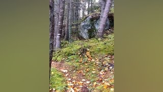 Earth breathing in Quebec forest [upl. by Latia]