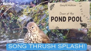 Dec 05  Song Thrush bathing [upl. by Maire]