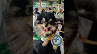 Pomeranian Teacup pomeranian dog pet shorts fyp youtube [upl. by Ahsiram]