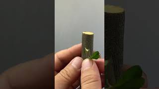 Best method and unique ideas for the grafting of fruit trees grafting plants garden tree​ [upl. by Bartholomeus]