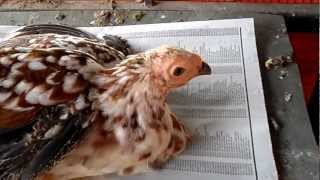 Guinea Fowl  Chicken Hybrid [upl. by Joelle]