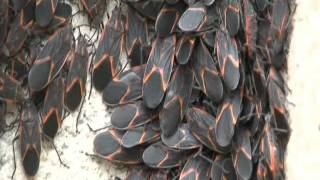 Boxelder bug horde [upl. by Leban]