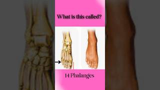 What is this called Foot 🦶👣 Anatomy 👈youtube ytshorts foot anatomy [upl. by Colfin]