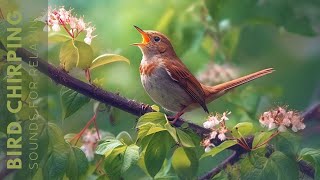 Birds Singing  Relaxing Bird Sounds Heal Stress Anxiety and Depression Heal The Mind [upl. by Demetris]