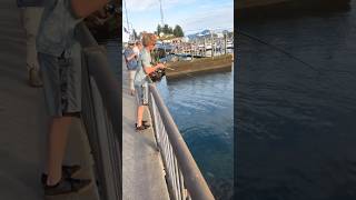 45 pound King Salmon in Ketchikan Alaska salmon ocean fishalaska [upl. by Enyrehtak]