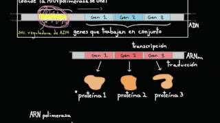 Operones y regulación génica en las bacterias  Biología  Khan Academy en Español [upl. by Bernardina]