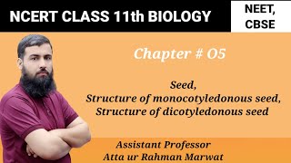 Seed Structure of monocotyledonous seed  structure of dicotyledonous seed NCERT Class 11 Biology [upl. by Notlrac]