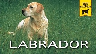 LABRADOR RETRIEVER trailer documentario [upl. by Kata]