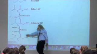 Fatty Acid Synthesis [upl. by Moersch]