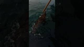 This Lingcod Tried to Eat My China Rockfish 💥💥💥 fishtough fishing seafood [upl. by Novelia]