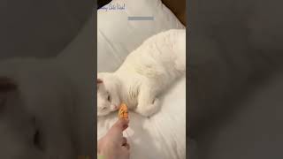 Funny Cat Fails  Funny Cat Compilation  Funny Cats Viral PART 541 [upl. by Liahus]