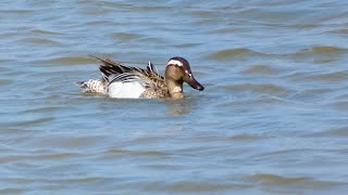 Zomertaling Garganey [upl. by Anirat]