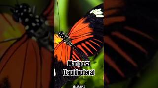 Curiosidades sobre las Mariposas que Probablemente No Sabías [upl. by Morrell]