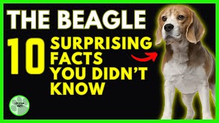 The Beagle 10 Surprising facts You Didn’t Know [upl. by Trina]