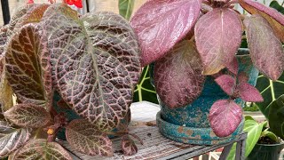 How ToEpiscia Care And Propagation [upl. by Ardisi]