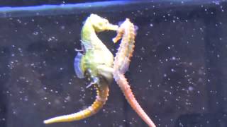 Seahorses Mating Transferring Eggs [upl. by Nohtiek618]