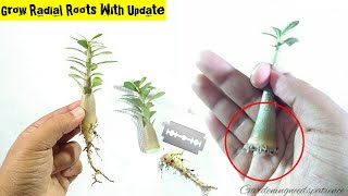 Adenium Root Training From Early Stage  Complete Guide To Grow Radial Roots In Adenium [upl. by Jobye77]