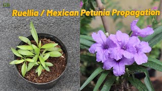 Ruellia simplex or mexican petunia propagation from seeds with update [upl. by Eittel]