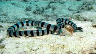 Yellowlipped Sea Krait Finding Food in Coral Reef Coconut Apo Island Philippines [upl. by Giza]