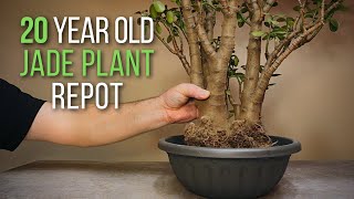 20 year old jade plant repotting and light pruning The start of a big jade plant bonsai [upl. by Hayarahs963]