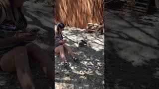 Quokka encounter Rottnest Island Australia [upl. by Aigneis]