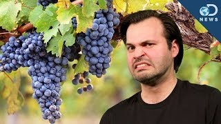 Wine Grapes Have Human Acne [upl. by Dovev41]