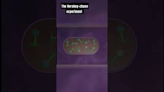 the Hershey and Chase experiment animation with explanation [upl. by Reiser]