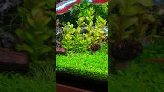 Rotala Indica  Ammannia sp quotBonsaiquot [upl. by Zolly206]