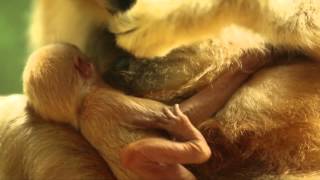 Lincoln Park Zoo Welcomes Rare WhiteCheeked Gibbon Baby [upl. by Skrap]