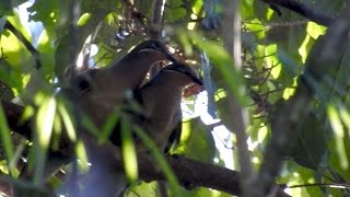 Whiteeared Browndove Phapitreron leucotis [upl. by Maury397]