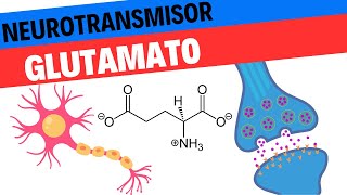 Fisiología del Glutamato Neurociencias 7 [upl. by Gnehc]