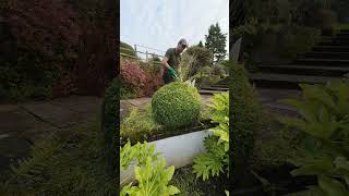 Lets Trim This Lonicera Ball garden shrub trim gardening satisfying plants nature gardener [upl. by Gnilhsa212]