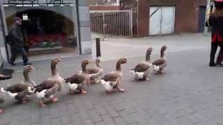 De Ganzenfanfare The Geese Parade Geleen Loves London 2015 [upl. by Lehrer]