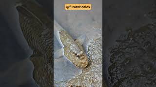 Mudskippers Fascinating Facts  Masters of Land and Water [upl. by Abeh]