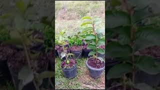 GOIABA TAILANDESA EM VASO agriculturabrasileira vidanaroça frutas [upl. by Thibault618]