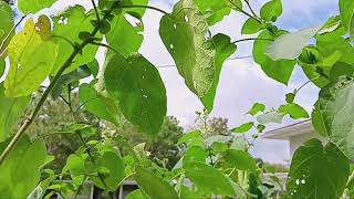 Oct 1st My Dwarf Tamarillo Smells Different Like Mayapple Plants [upl. by Naerda]