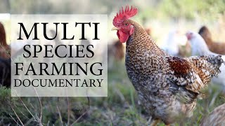 Benefits of MultiSpecies Farming Documentary [upl. by Anned588]