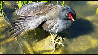 Purple gallinule Purple swamphen นกอีโก้ง หรือ ไก่น้ำ [upl. by Fauman511]